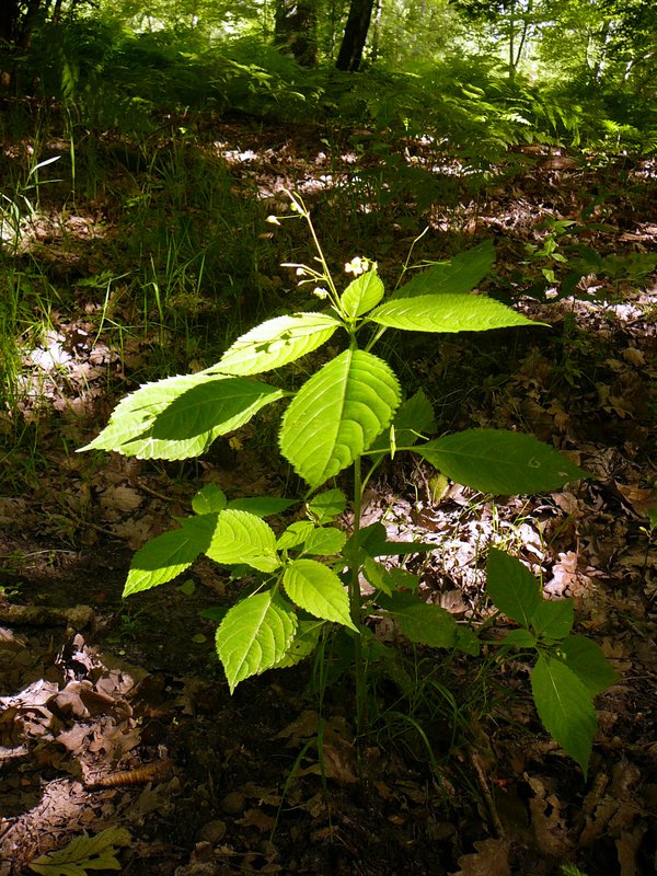 Impatiens noli tangere